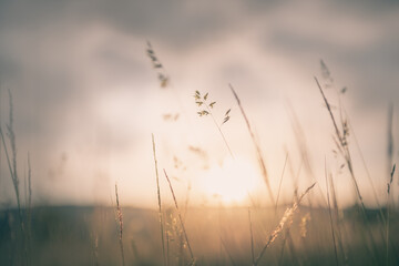 Green grass in summer forest at sunset. Macro image, shallow depth of field. Abstract summer nature background.