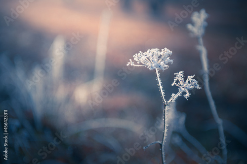 Frosted plants in winter forest at sunrise. Beautiful winter nature background. Macro image, shallow depth of field. #456423311