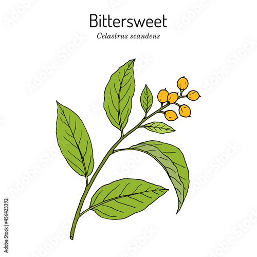 Staff vine or american bittersweet Celastrus scandens , medicinal and ornamental plant.