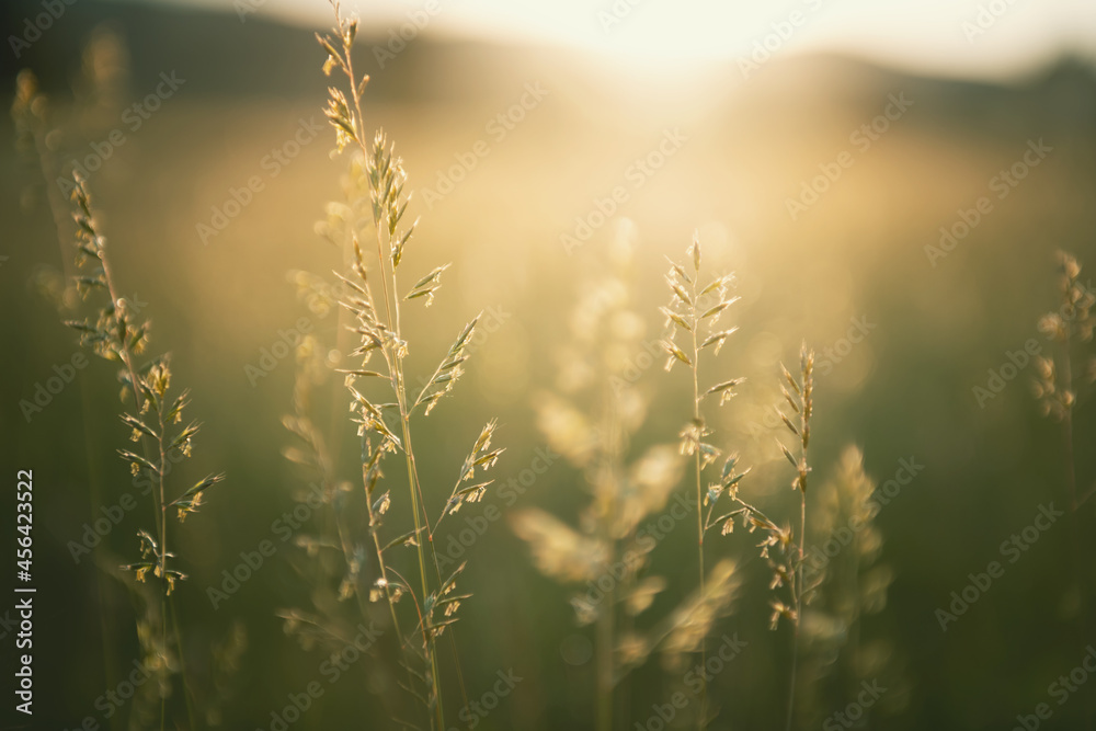 Green grass in summer forest at sunset. Macro image, shallow depth of field. Abstract summer nature background.