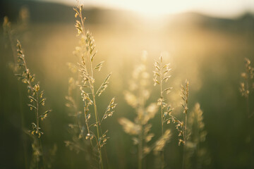 Green grass in summer forest at sunset. Macro image, shallow depth of field. Abstract summer nature background.