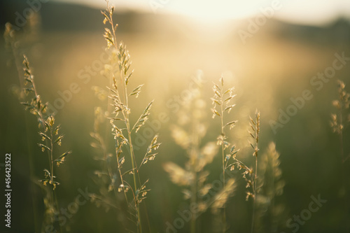 Green grass in summer forest at sunset. Macro image, shallow depth of field. Abstract summer nature background.