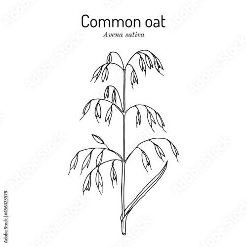 Common oat Avena sativa , edible and medicinal plant