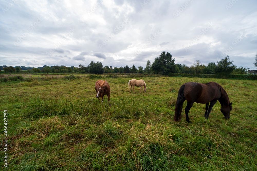 Horses in a field near Maastricht
