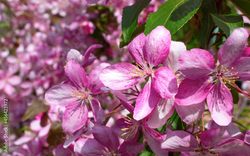 Pink flowers of fruit tree close-up.