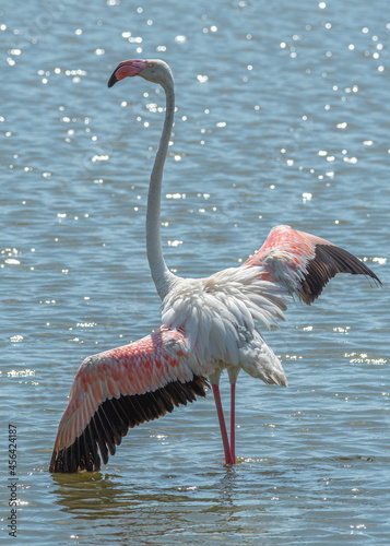 Flamenco tomando el sol