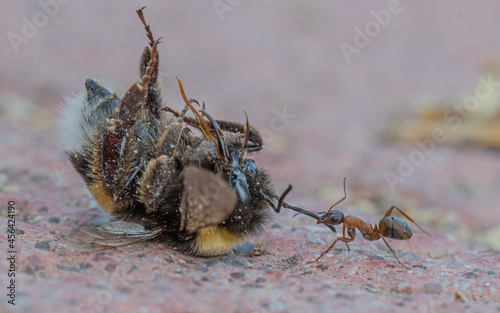 Hormiga arrastrando a su presa