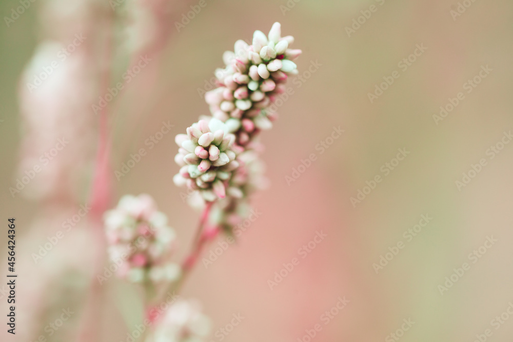 White and pink wild field flowers macro blurred background, beautiful spring or summer nature detail card White and pink wild field flowers macro blurred background, beautiful spring or summer nature detail card