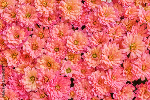 Pink Garden Chrysanthemums