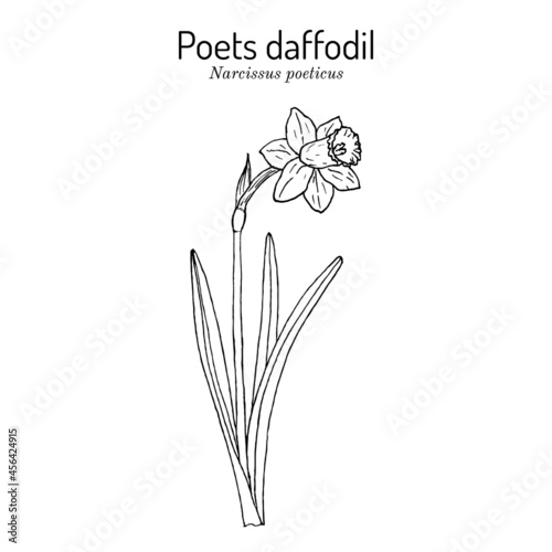 Poets daffodil, or narcissus, nargis, pheasant s eye, findern flower, pinkster lily Narcissus poeticus .