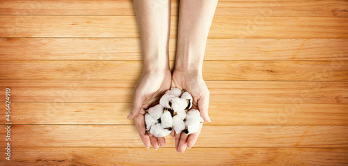 Female hands holding cotton flowers - flat lay
