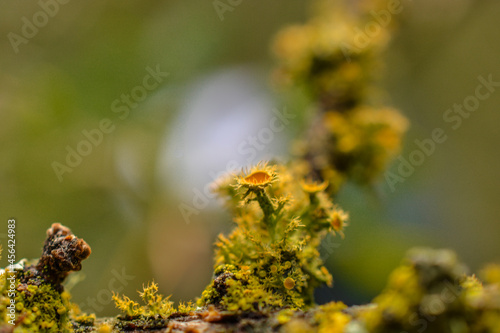 Tableau sur toile Apotecio de Liquen amarillo y verde