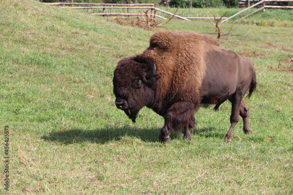 American bison grazing on a pasture on a farm