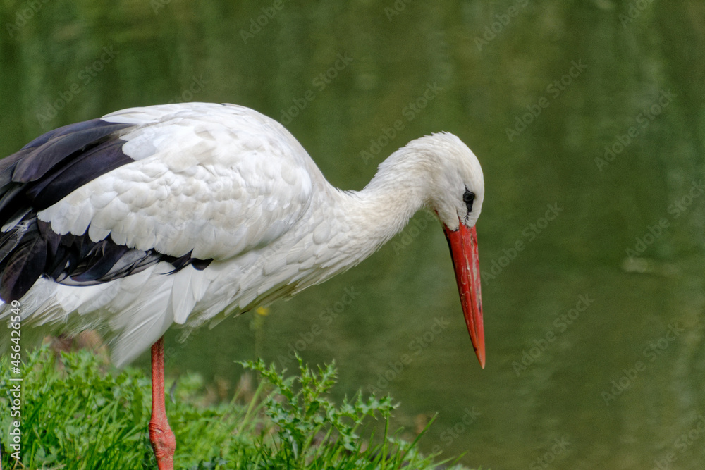 Fototapeta premium white stork in the grass