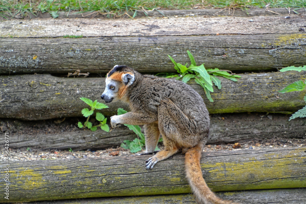 Fototapeta premium Close up of a brown Lemur