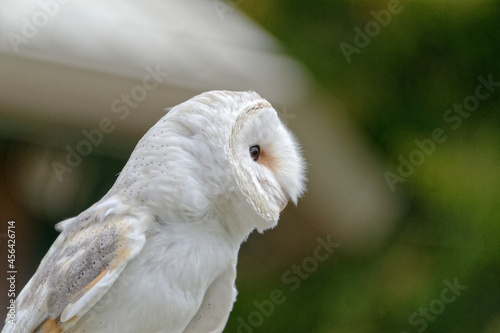 White barn owl close up
