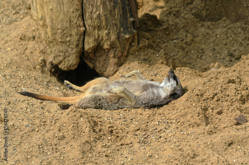 Meerkat Sleeping in the sun