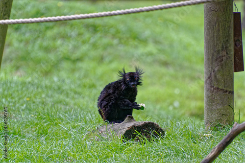 Lemur on green grass