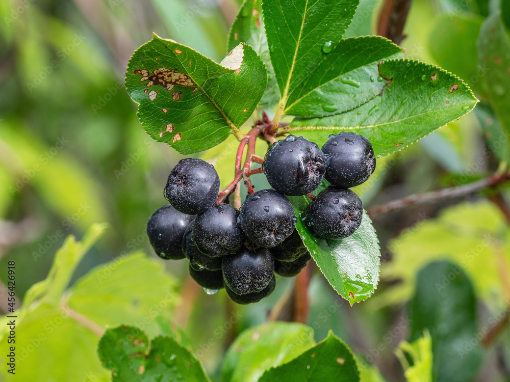 Altai mountains. Сhokeberry with ripe fruits. Altai mountains. Сhokeberry with ripe fruits.