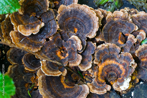 Tableau sur toile Polypores, bracket fungi or shelf fungi, on wood