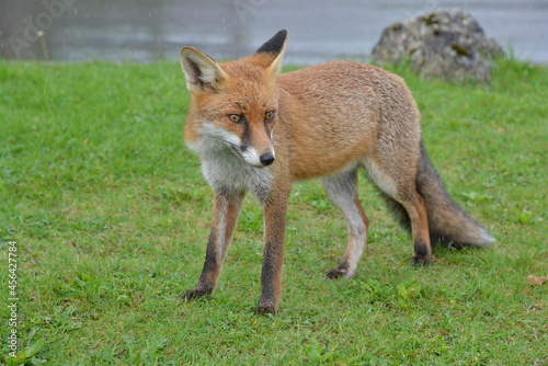 Fox in Ireland © James