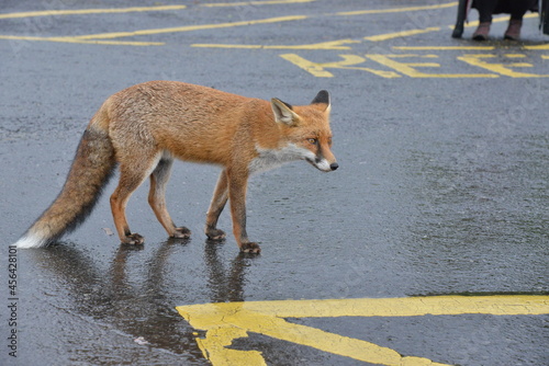 Fox in Ireland