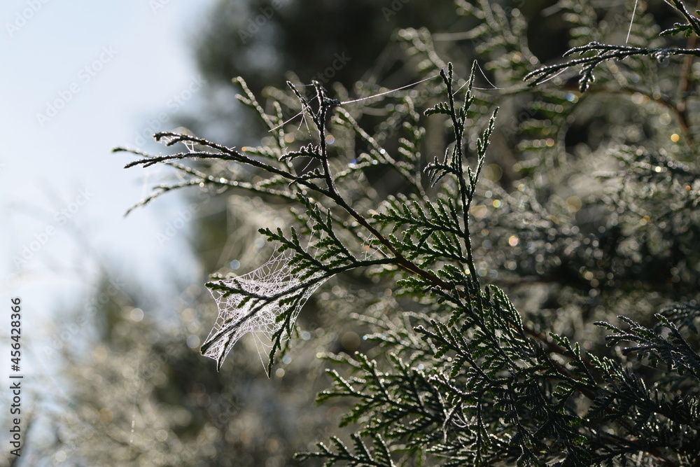 Spider web with dew drops, gossamer, cobweb in late summer on thuja branches, morning sunshine. Spider web with dew drops, gossamer, cobweb in late summer on thuja branches, morning sunshine.