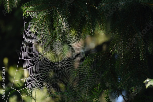 Spider web with dew drops, gossamer, cobweb in late summer in spruce branches.