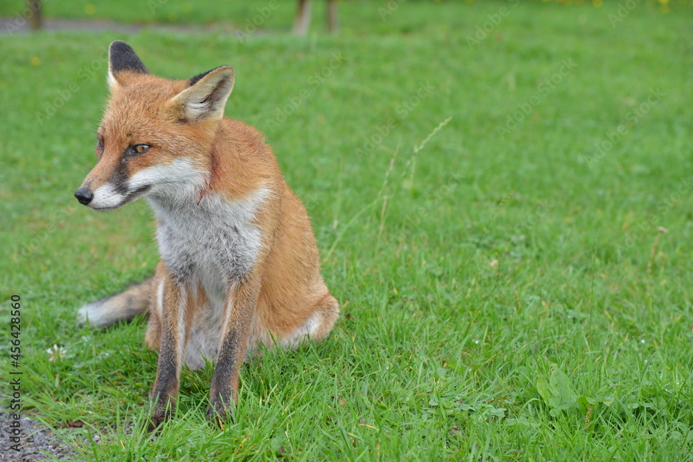 Fox in Ireland