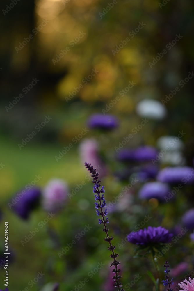 Salvia single flower on bokeh background aster flowers and sunset autumn garden blurred, late summer garden image. Salvia single flower on bokeh background aster flowers and sunset autumn garden blurred, late summer garden image.