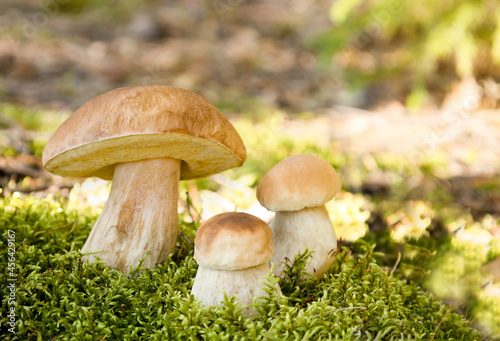 Porcini mushrooms grow in autumn in a forest clearing in the moss . Vegetarian natural food. Boletus edulis