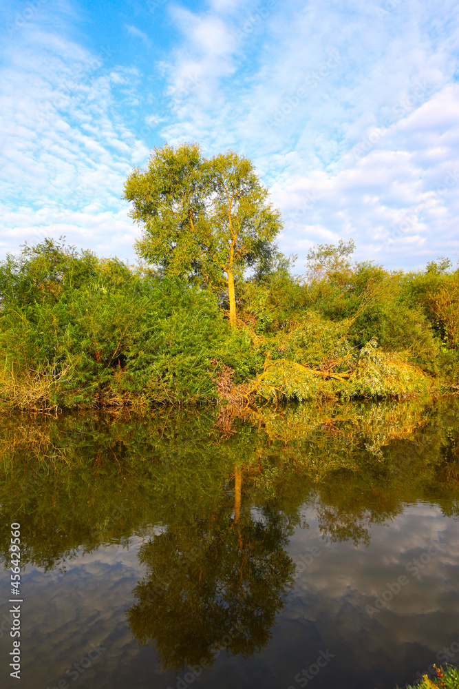 Forest river on a clear summer day with a bright blue sky and clouds. Trees are reflected in the water. The beauty of the native land.