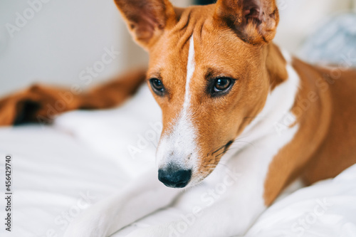 Cute basenji dog lying on a bed at home in bright living room.