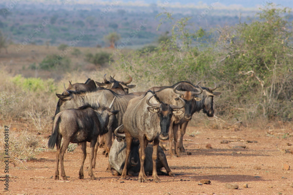 wildebeest on the savannah