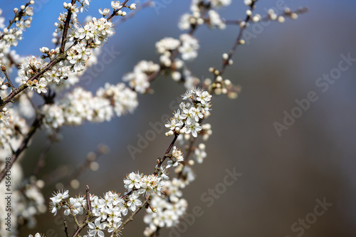 White Tree Blossom on a Sunny Spring Day © lemanieh