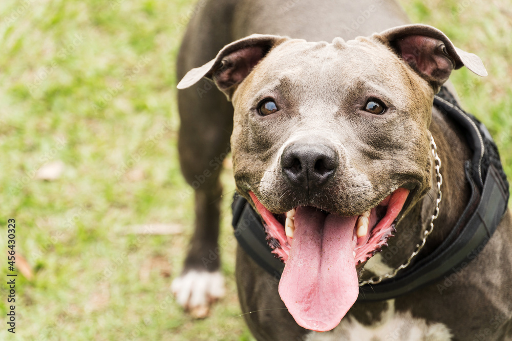 Pit bull dog playing and having fun in the park. Cloudy day. Selective focus. Pit bull dog playing and having fun in the park. Cloudy day. Selective focus.