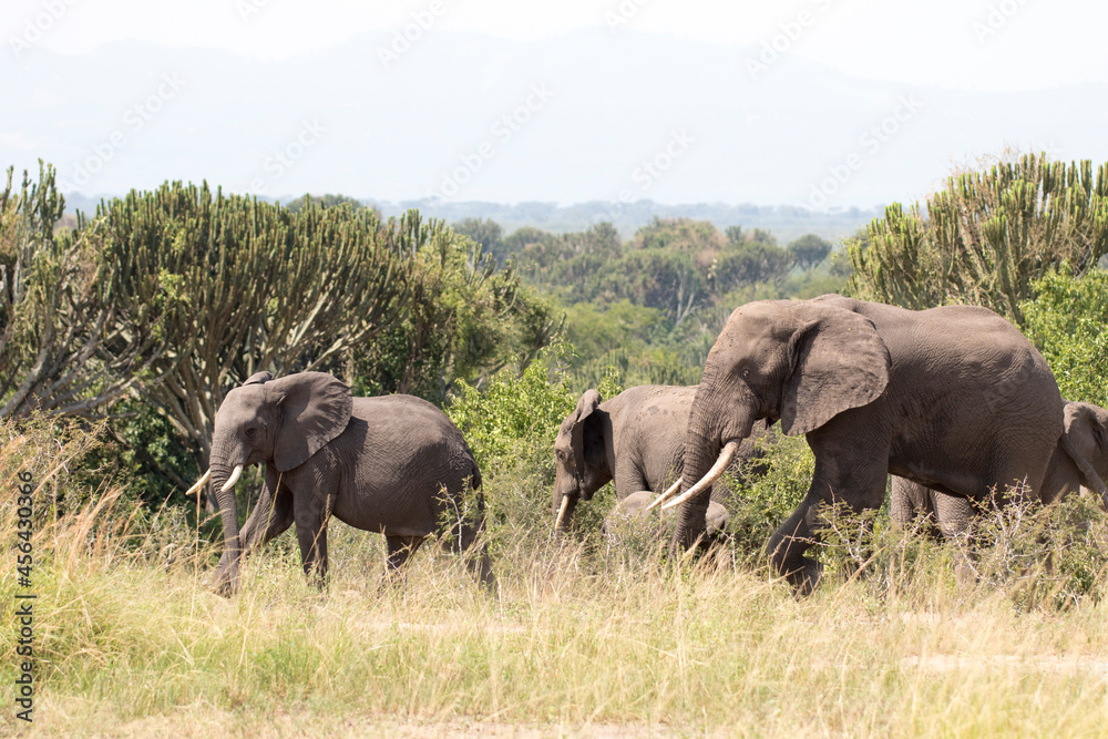 Free ranging african elephant, the largest existing land animals Free ranging african elephant, the largest existing land animals