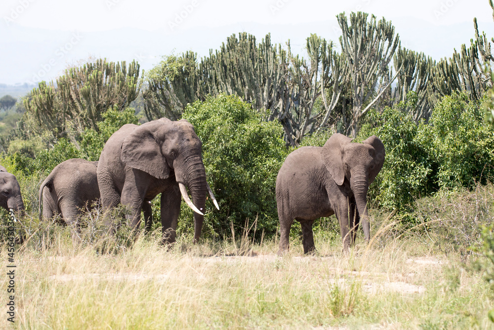 Free ranging african elephant, the largest existing land animals