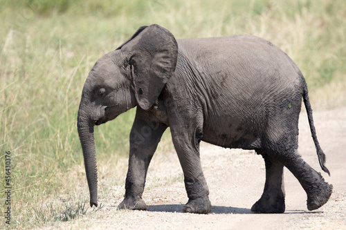 Free ranging baby african elephant, the largest existing land animals