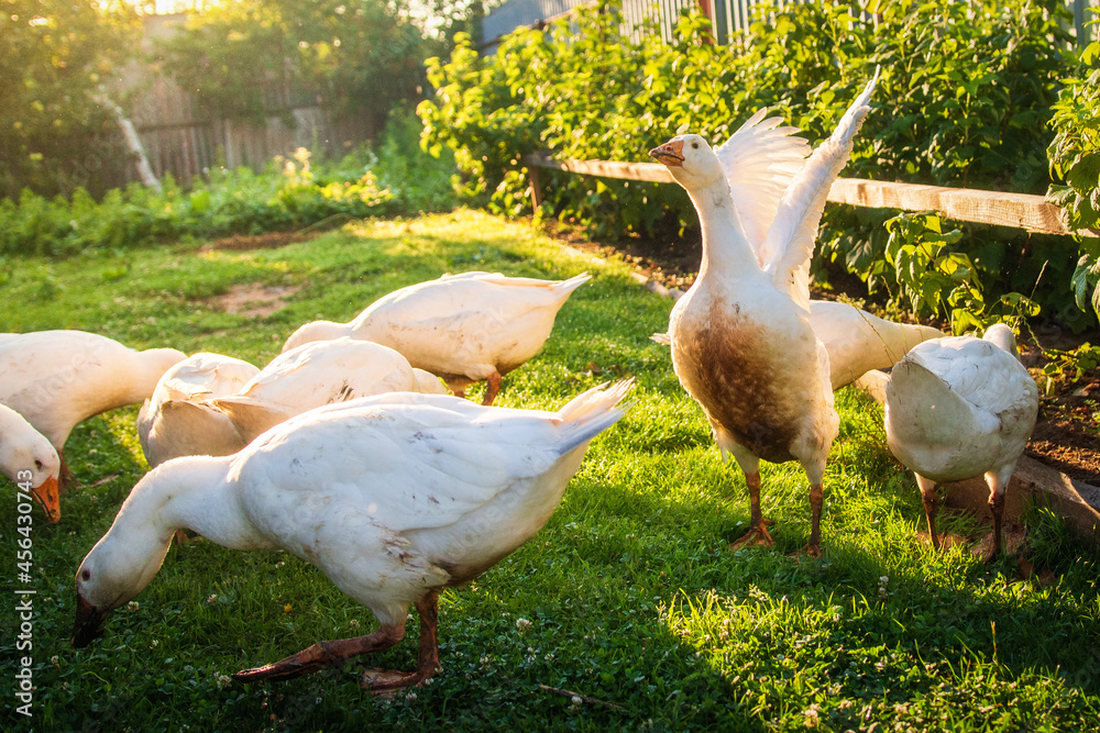 Geese graze in the village yard. Geese nibble on grass. Household.