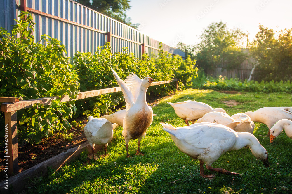 Geese on the farm. White geese in the village yard. Household.