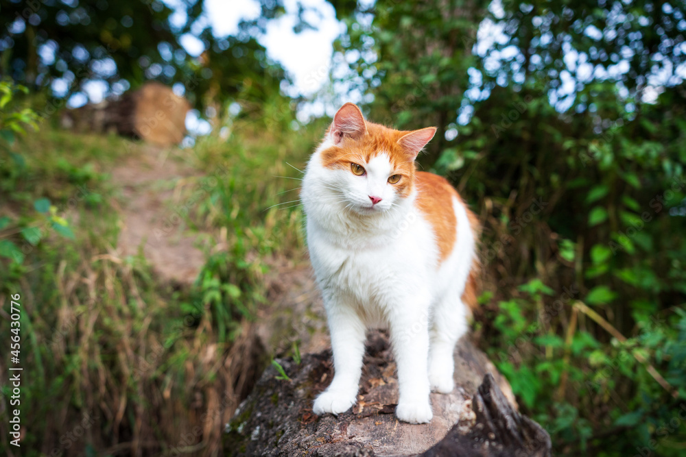 White red cat in nature. A beautiful young cat climbs a tree. Domestic cat for a walk in nature.