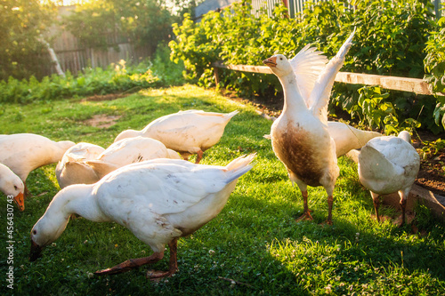 Obraz na płótnie Geese graze in the village yard. Geese nibble on grass. Household. w salonie
