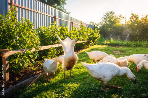 Obraz na płótnie Geese on the farm. White geese in the village yard. Household. w salonie