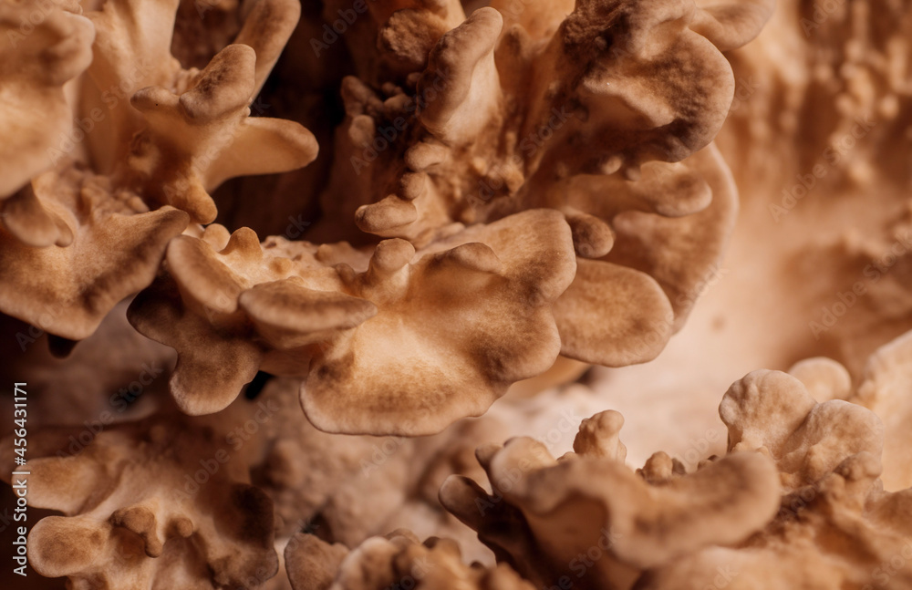 Hen of the Woods Hen of the Woods