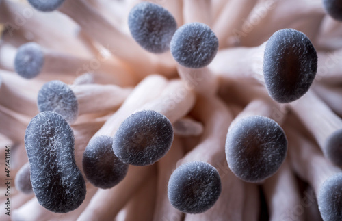 close up of blue oyster mushrooms growing