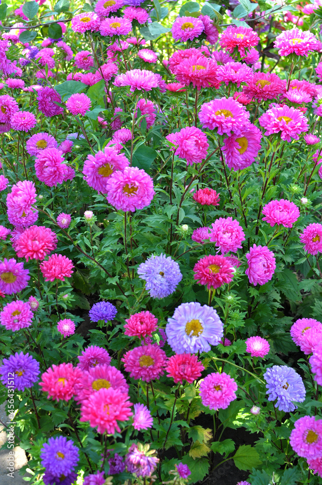 Garden asters grow in flower beds Garden asters grow in flower beds