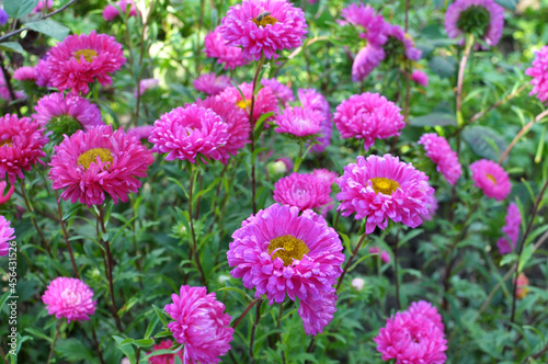 Garden asters grow in flower beds