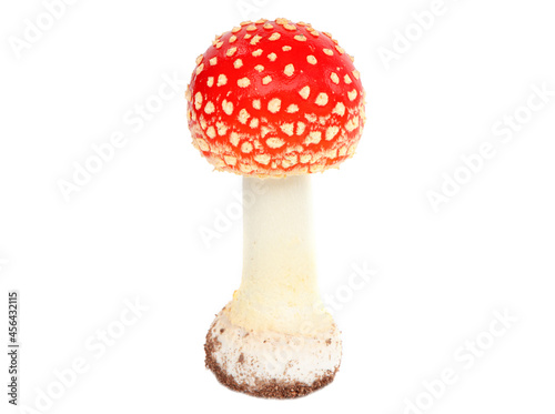 Amanita muscaria isolated on white background. Poisonous mushroom in nature. Fly agaric in forest