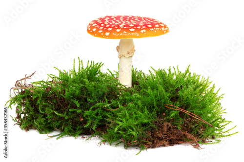 Amanita muscaria isolated on white background. Forest moss. Poisonous mushroom in nature. Fly agaric in forest